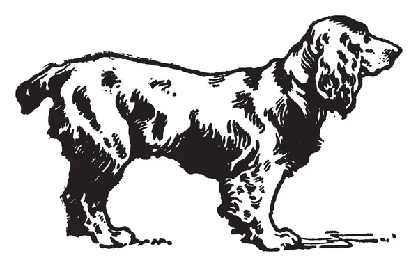 Cocker Spaniel Est Une Race Chien Pistolet Dessin Ligne Vintage — Image vectorielle