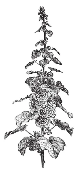 Ten Obraz Przedstawia Kwitnienia Macierzystych Hollyhock Członkiem Rodziny Mallow Jest — Wektor stockowy