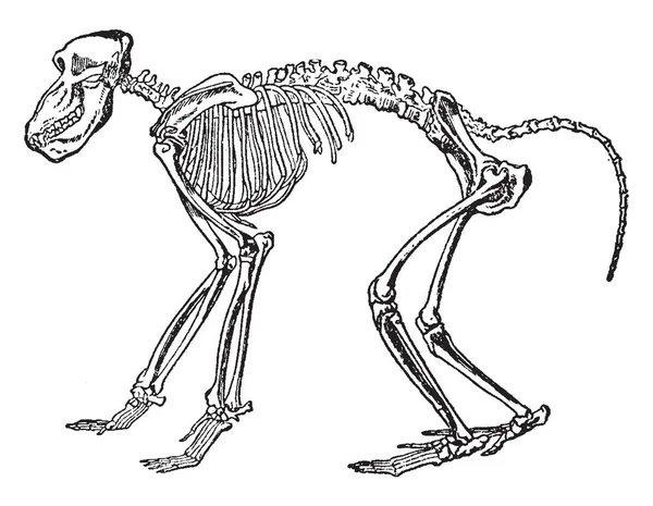 Chacma Σκελετός Μπαμπουίνους Λόγω Της Γενικής Εξέλιξης Των Μεγάλους Χαυλιόδοντες — Διανυσματικό Αρχείο