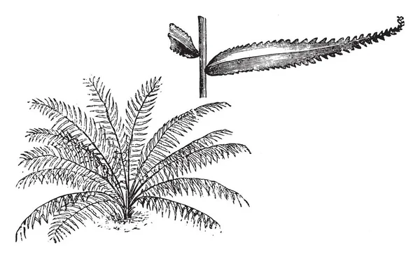 Dit Een Gewoonte Deel Van Vrijstaand Varenblad Van Nephrolepis Davallioides — Stockvector