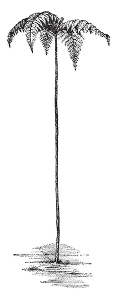これはヘゴ属 Meridensis のイメージです それは大抵コロンビア ビンテージの線描画や彫刻イラストで発見します — ストックベクタ