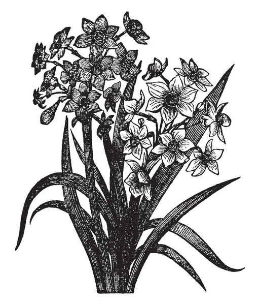 水仙花 开花植物的常见形式 它的花朵大多是白色的 它们在春天开花 复古线条画或雕刻插图 — 图库矢量图片