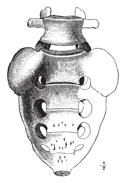 Cette Illustration Représente Lombaire Sacrum Colonne Vertébrale Dessin Ligne Vintage — Image vectorielle