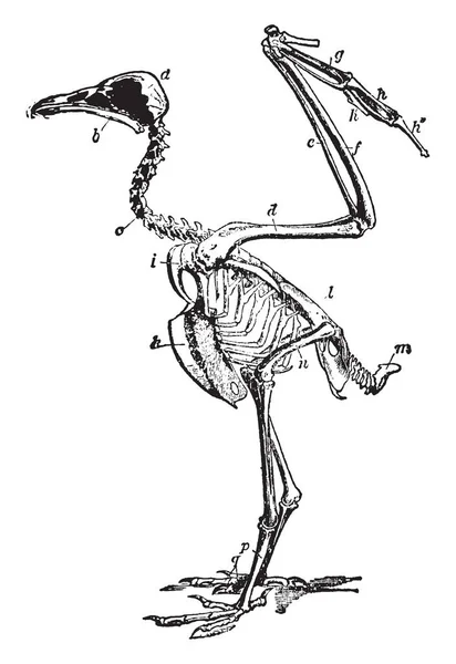 Vulture Skeleton Show Bones Bird Which Post Orbital Process Vintage — Stock Vector