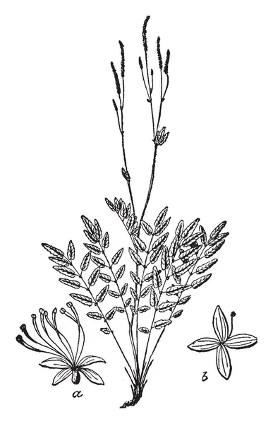 Foto Canadian Burnet Pertenece Familia Rosaceae Originaria América Del Norte — Vector de stock