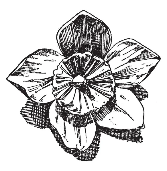 Hellebore Flower Utiliza Como Diseño Adorno Formas Planas Relieve Dibujo — Archivo Imágenes Vectoriales