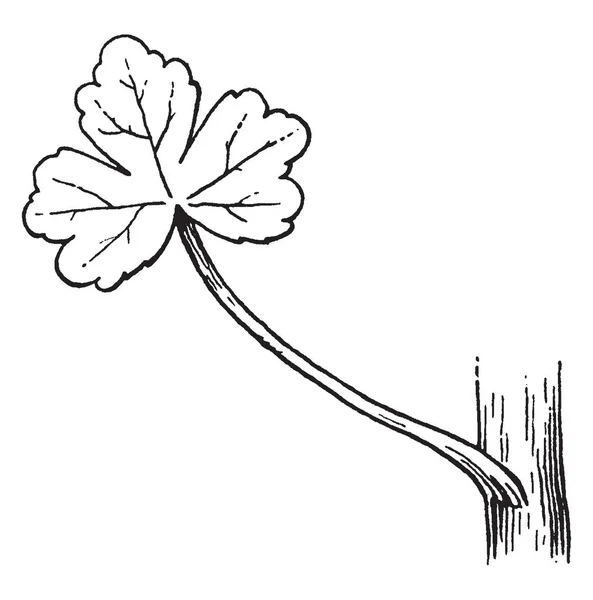 这种植物呈红质叶状 附着在茎上的叶子 它是一个又薄又长的 茎附着在树枝上 小尺寸的叶子 复古线条画或雕刻插图 — 图库矢量图片
