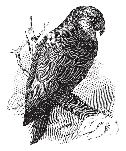 亚马逊鹦鹉是亚马逊属鹦鹉的共同名称 复古线条画或雕刻插图 — 图库矢量图片