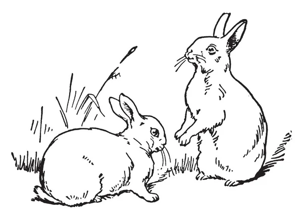 ウサギは 小さい哺乳類です 雄家兎はバックと呼ばれる メスのウサギは 若いウサギは Kittwo カードを示しています つウサギ彼の足 ヴィンテージ線描画や彫刻イラストに他のスタンドながら草の上に座る — ストックベクタ