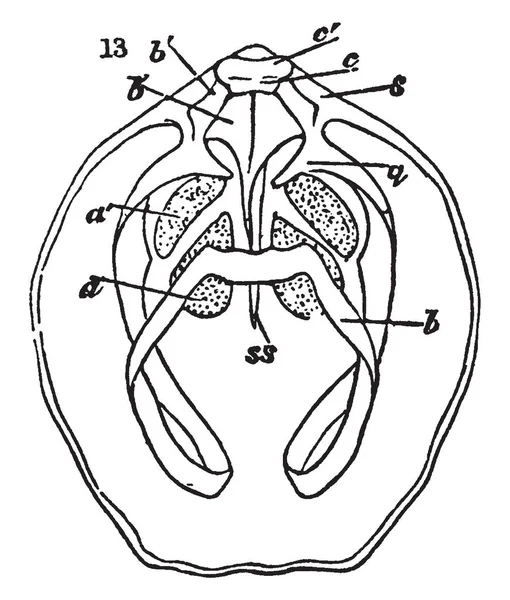 Valve Ventrale Foramen Deltidium Dessin Ligne Vintage Illustration Gravure — Image vectorielle