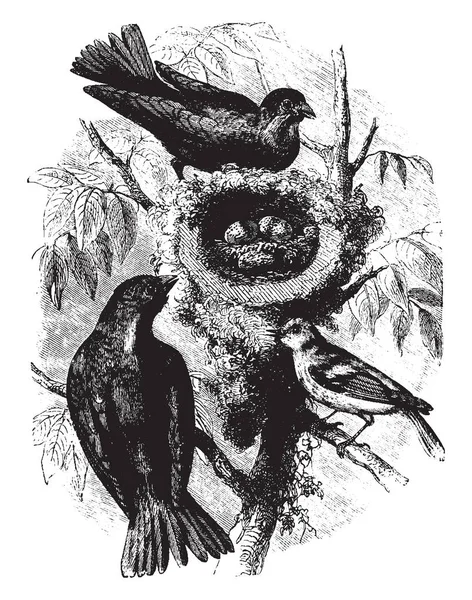 Questa Illustrazione Rappresenta Uccello Mucca Uccello Giallo Estivo Disegno Linea — Vettoriale Stock