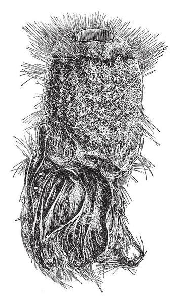 빈티지 그림에 섬유와 스폰지는 Holtenia Carpenteri — 스톡 벡터