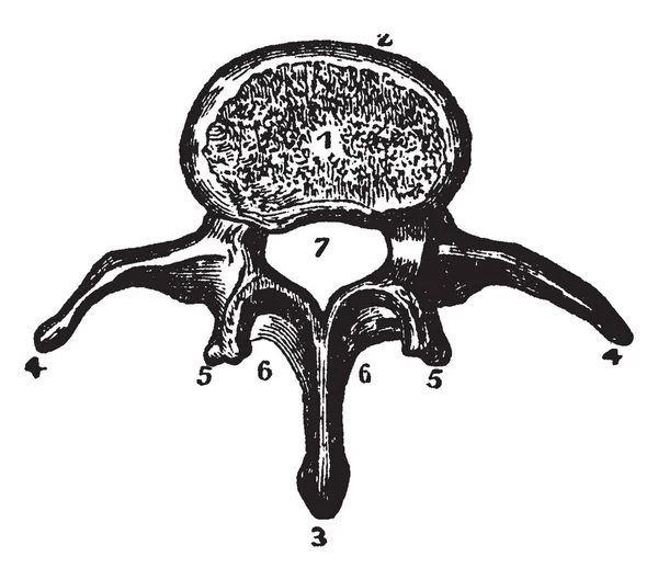 Questa Illustrazione Rappresenta Lombare Vertebra Linea Vintage Disegno Incisione Illustrazione — Vettoriale Stock