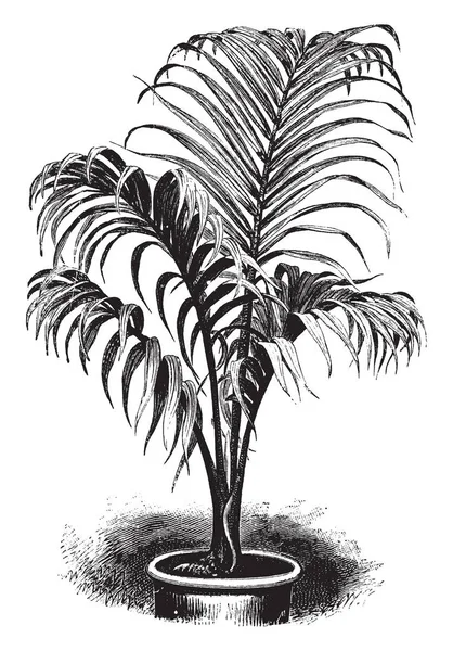 Arecaceae 家族中一种濒临绝种的开花植物 它是毛里求斯罗德里格斯岛特有的 但在种植 复古线条画或雕刻插图中广泛种植 — 图库矢量图片