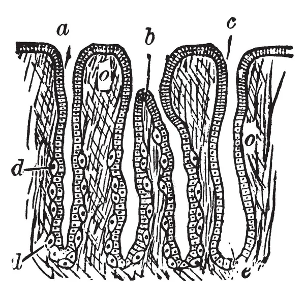 Questo Diagramma Rappresenta Sezione Attraverso Membrana Mucosa Gastrica Disegno Vintage — Vettoriale Stock