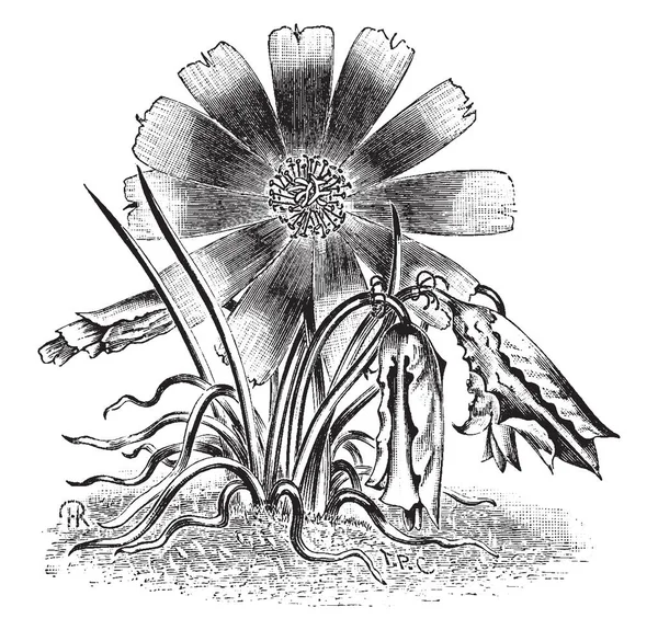 Lewisia Rediviva Ist Eine Blühende Pflanze Die Blüten Sind Weiß — Stockvektor
