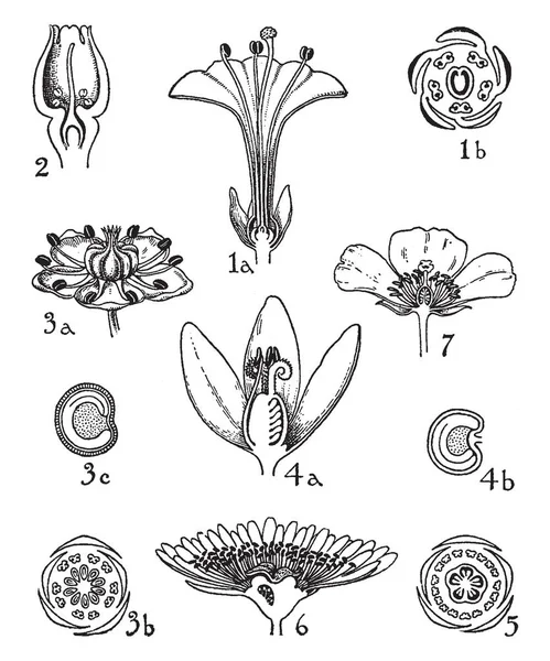 Nyctaginaceae ヤマゴボウ科 Aizoaceae Portulakasai 種類の画像があります これらの花の品種は ヴィンテージの線描画や彫刻イラストに分かれています — ストックベクタ