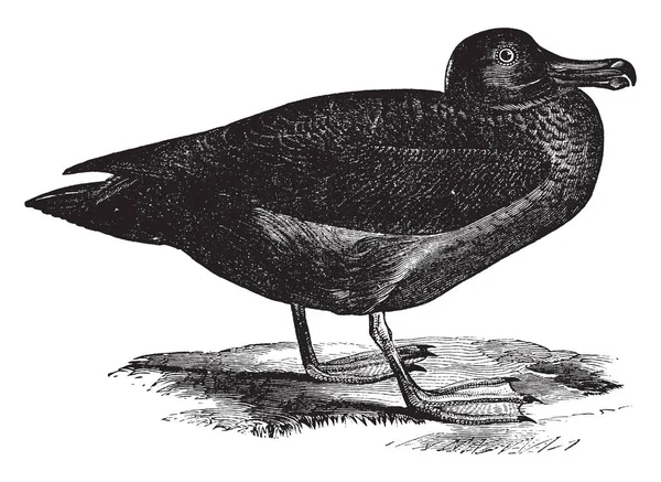 煤烟信天翁是一种鸟类在信天翁家庭 复古线条画或雕刻插图 — 图库矢量图片