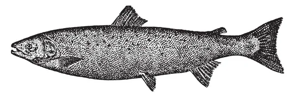 Atlantic Salmon Peixe Migratório Desenho Linha Vintage Ilustração Gravura — Vetor de Stock