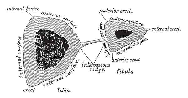 この図は すねの骨 ビンテージの線描画や彫刻イラスト — ストックベクタ