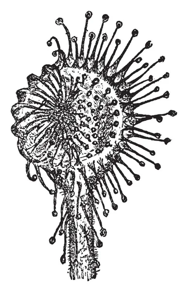 一张图片显示的是圣露植物叶子 它也被称为 Droscra Rotundifolia 它已经扩大了 一侧的触角被感染在磁盘上的一点肉 老式的线条画或雕刻插图 — 图库矢量图片