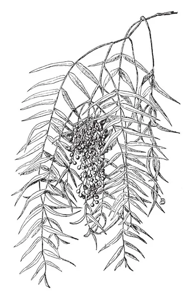 Vooral Vergemakkelijkt Het Proces Van Fotosynthese Water Vaatstelsel Groter Planten — Stockvector