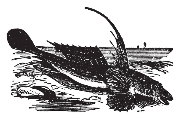 Cemmeous Dragonet Género Peces Dibujo Línea Vintage Ilustración Grabado — Vector de stock