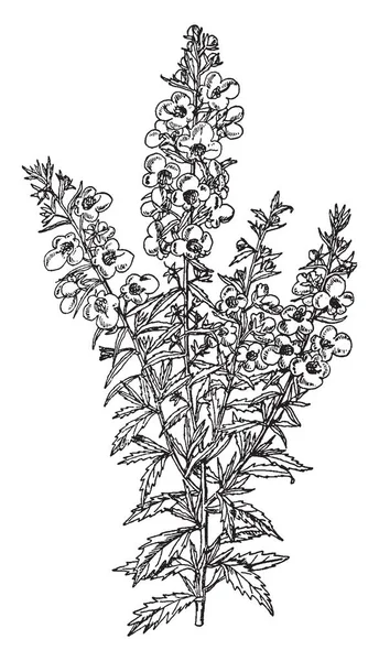 图片显示 Alonsoa Incisifolia 生长约两英尺高 花儿长满 不规则和猩红 还有一个白色的花品种 叶子小 锋利的齿 复古线条画或雕刻插图 — 图库矢量图片