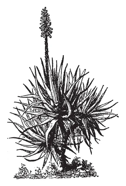 この写真はアロエ植物を見せています この植物は非常に密です 葉と厚い長く とげのある ヴィンテージの線描画や彫刻イラスト — ストックベクタ