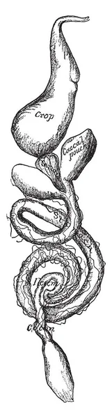 Пищеварительная Система Катидида Рисунок Винтажных Линий Гравировка — стоковый вектор
