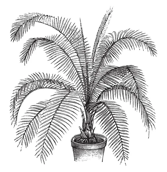 Φοίνικας Rupicola Είναι Γνωστό Ημερομηνία Palm Αναπτύσσεται Μεταξύ Δεκαπέντε Και — Διανυσματικό Αρχείο