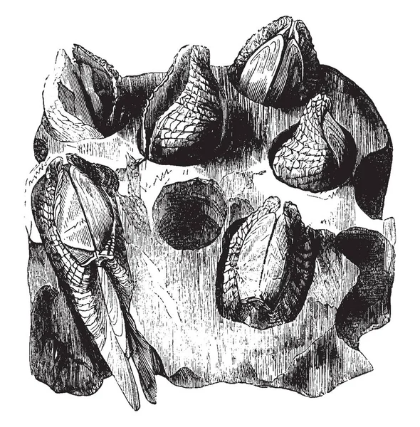 Pholas Dactylus はポロス Dactylus ビンテージの線描画や彫刻イラストによる穴あき石のブロック — ストックベクタ