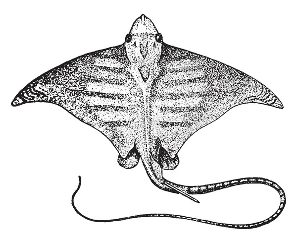 Eagle Ray Rayo Grande Clase Chondrichthyes Peces Cartilaginosos Dibujo Línea — Archivo Imágenes Vectoriales