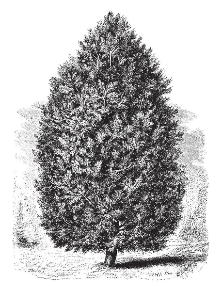 一般的な Pinus Cembra の名前であるスイスの石松の木を示す画像 葉が銀線とは薄くて柔軟なビンテージの線の描画や彫刻イラスト付け — ストックベクタ