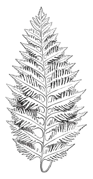 Una Foto Que Muestra Polypodium Vulgare Las Hojas Son Como — Archivo Imágenes Vectoriales