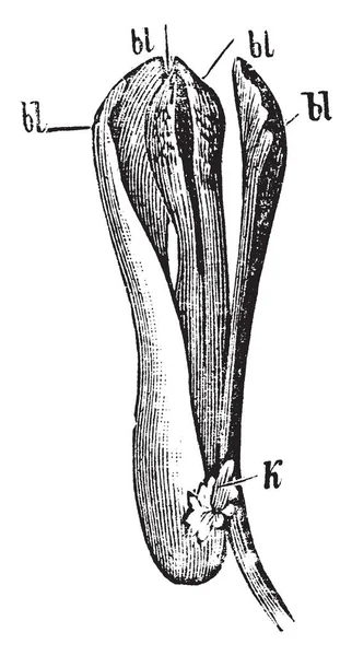 Vue Côté Montré Fumitory Dans Image Des Fruits Une Seule — Image vectorielle