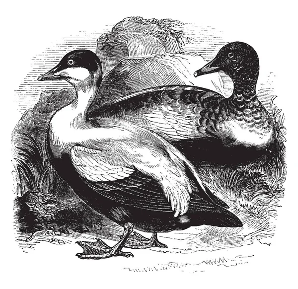 Eider Ducks Encuentra Todas Las Regiones Del Norte Europa América — Archivo Imágenes Vectoriales