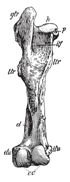 Vista Posterior Del Fémur Izquierdo Del Caballo Tiene Tuberosidades Externas — Archivo Imágenes Vectoriales