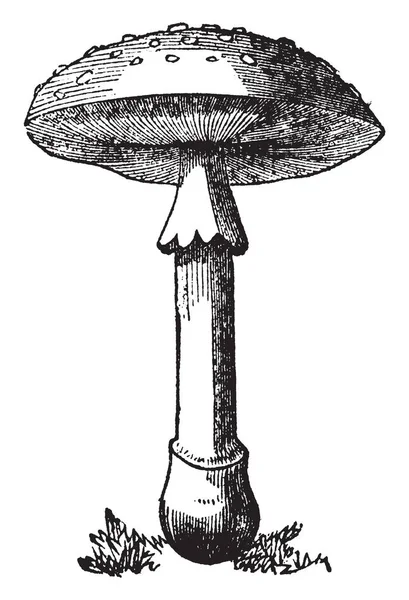Dit Amatu Mushroom Zijn Gerijpt Het Lijkt Alsof Een Paraplu — Stockvector
