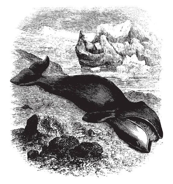 グリーンランドのクジラは家族 Balaenidae ビンテージの線描画や彫刻イラストの種 — ストックベクタ