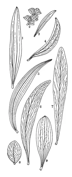 Картина Изображающая Различные Сорта Листьев Акации Сорта Включают Longifolia Pravissima — стоковый вектор