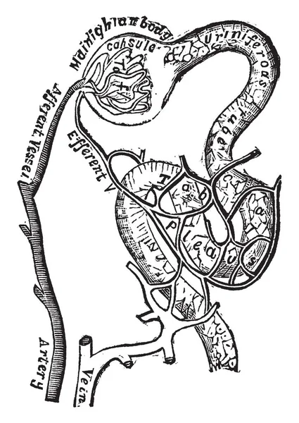 Esta Ilustração Representa Plano Dos Vasos Sanguíneos Conectado Com Tubules — Vetor de Stock