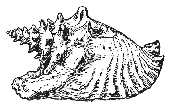 Conch Shell Nome Comune Che Viene Applicato Certo Numero Conchiglie — Vettoriale Stock