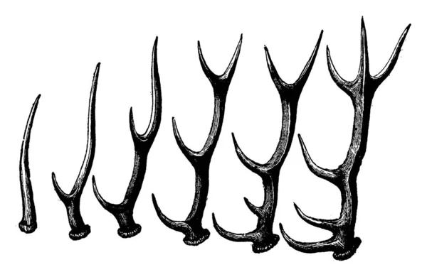 Aufeinanderfolgende Formen Aus Dem Geweih Eines Hirsches Gravierte Illustration Vie — Stockvektor