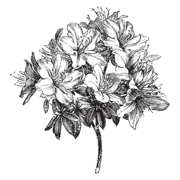 ツツジ Ledifolia シャクナゲの属であります それは厚い 濃い緑色の葉と夏 ヴィンテージの線描画や彫刻イラストの白い花の房を持つ常緑の低木 — ストックベクタ