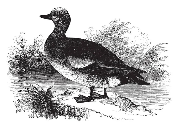 美国野鸭平均长度约十九英寸 复古线条画或雕刻插图 — 图库矢量图片