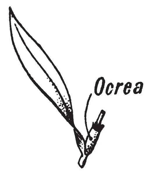 Ocora 是叶柄底部周围的一个管状护套 由熔融的托叶 复古线条绘制或雕刻插图组成 — 图库矢量图片