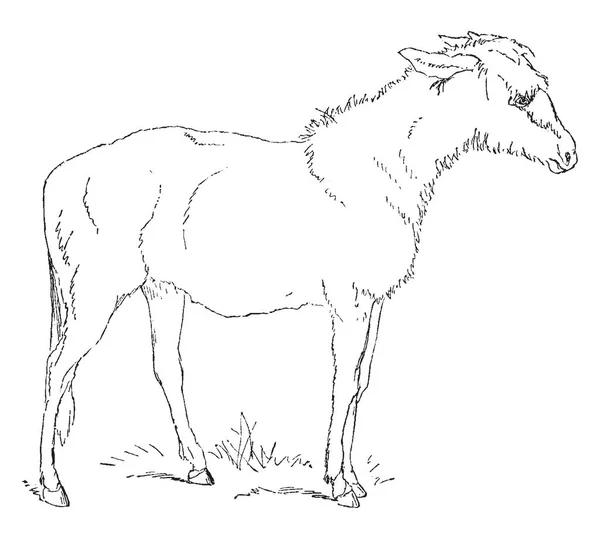 羊肉是一种四足反刍动物哺乳动物 通常饲养牲畜 复古线条画或雕刻插图 — 图库矢量图片