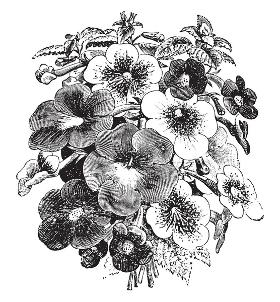 Ceci Est Une Image Bouquet Divers Achimènes Les Fleurs Sont — Image vectorielle