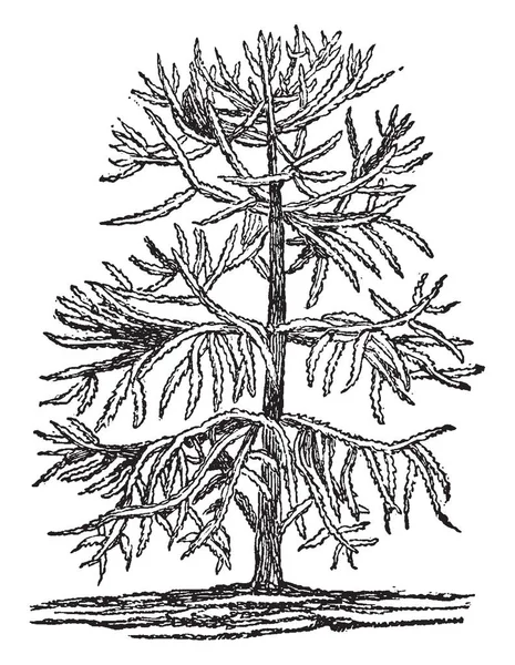 这张图片显示的是阿劳卡利亚的英布里卡塔植物 它是属中最耐寒的物种 是生长得很高的常青树 它生长像脆豆树 复古线画或雕刻插图 — 图库矢量图片
